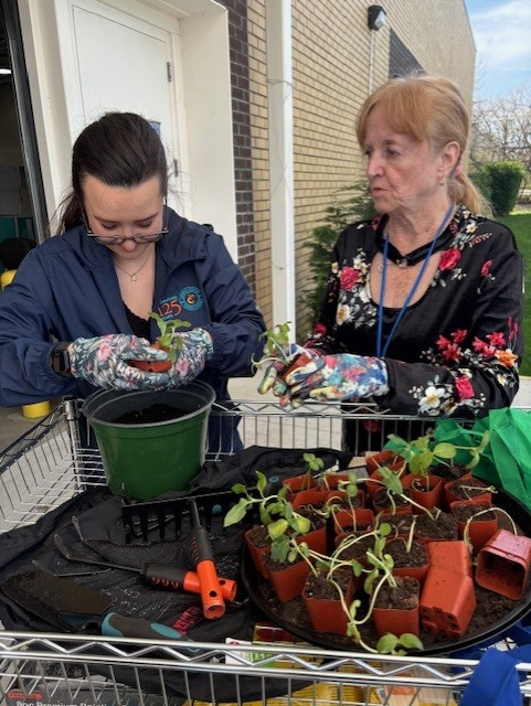two staff members gardening and planting in howard beach