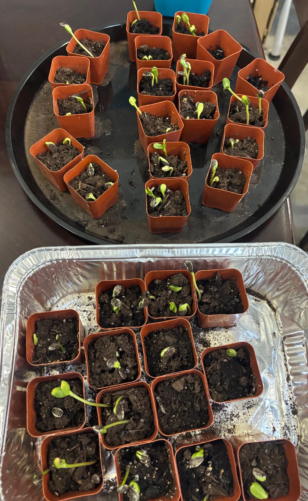 a shot of various plants ready to be planted in the garden