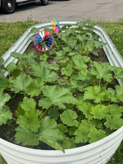 fresh herbs growing in the howard beach garden