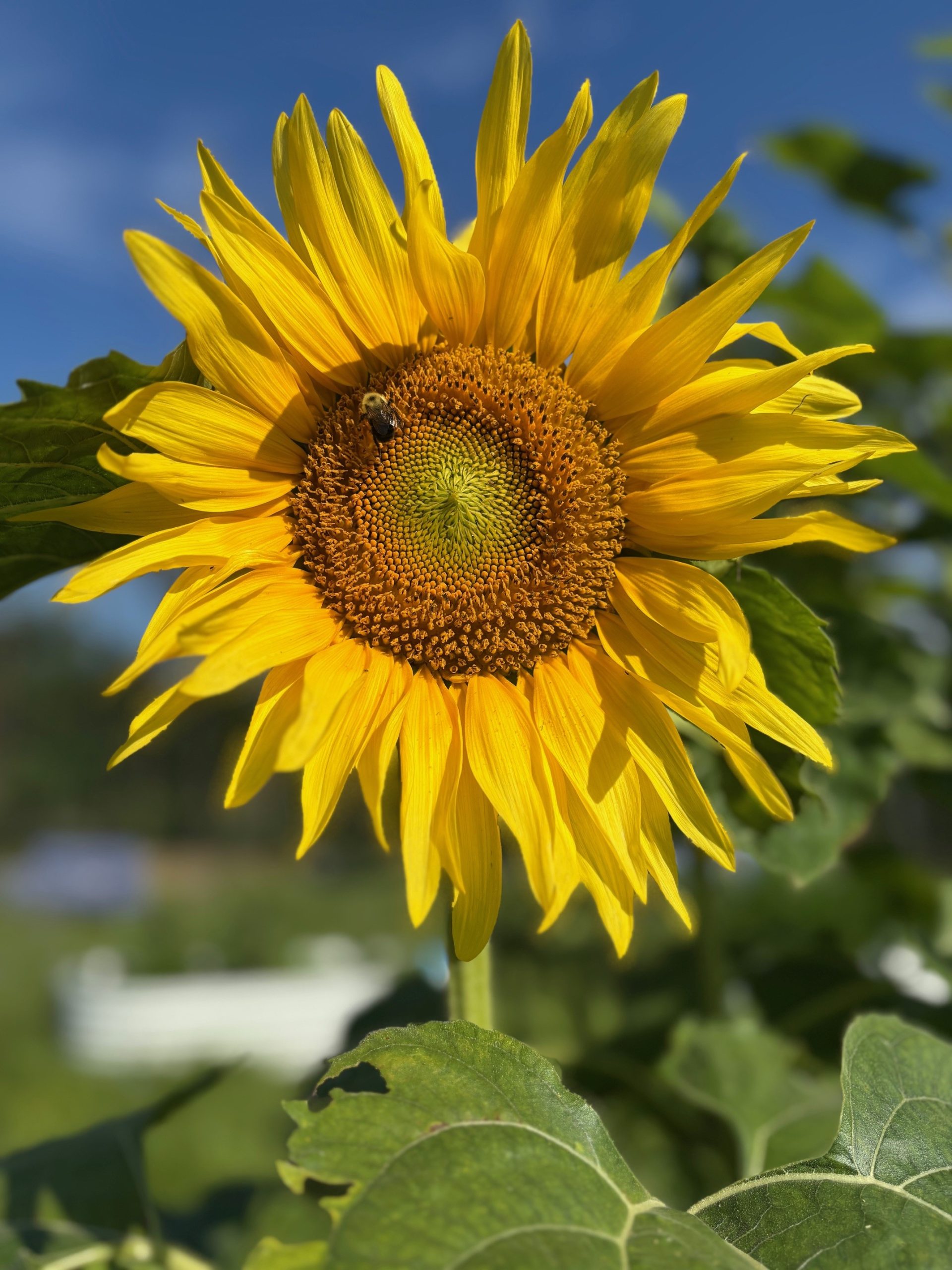 shot of a sunflower