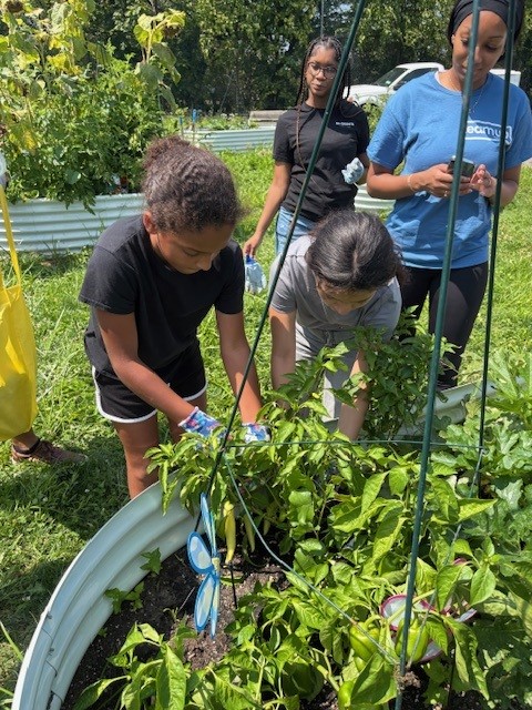 children cultivating the plants at the summer gardening project