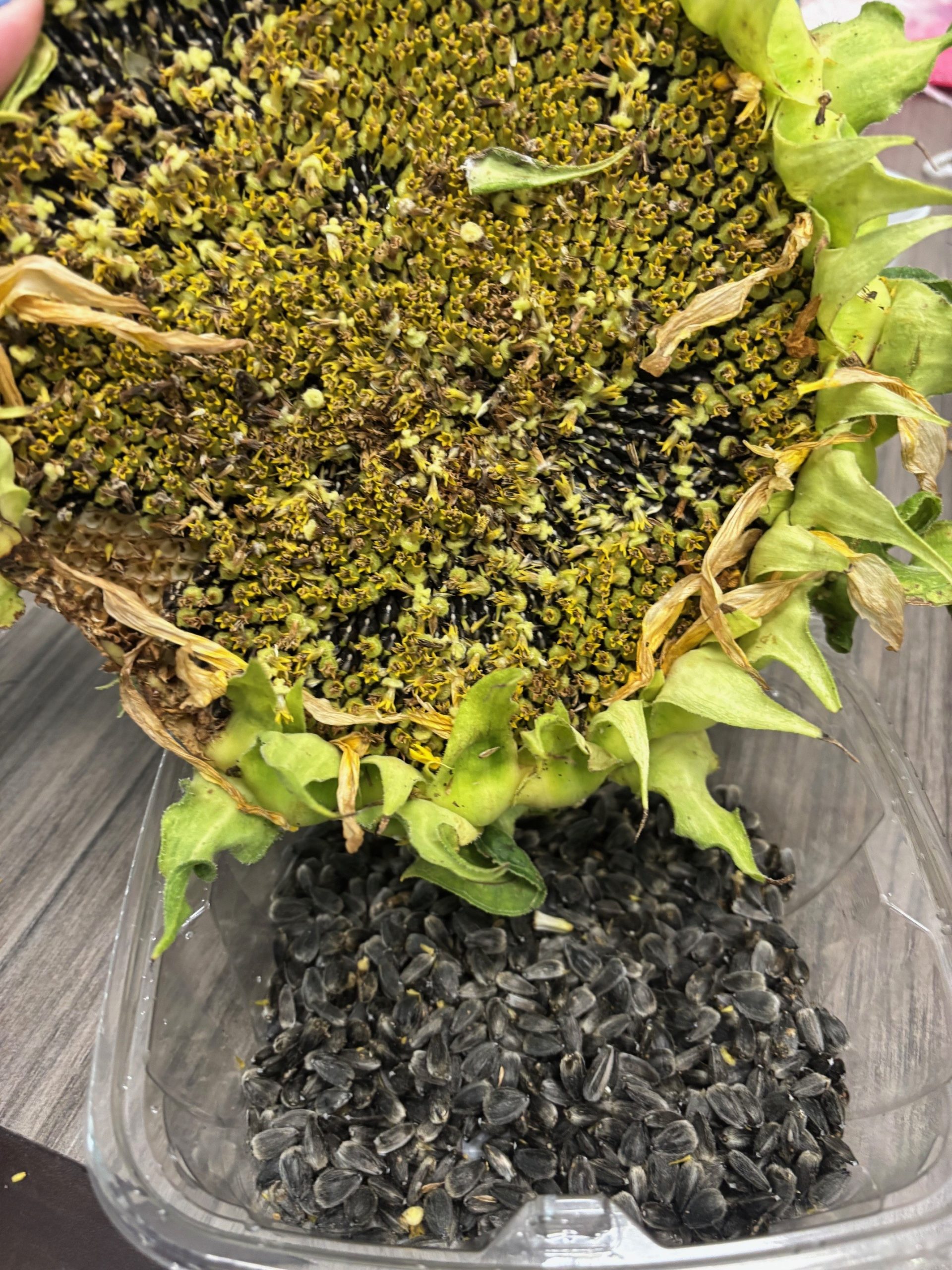 close up of a sunflowers, cultivated from seeds